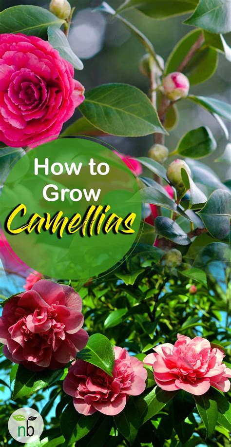 October Spell Camellias: A Versatile Plant for Any Garden Design